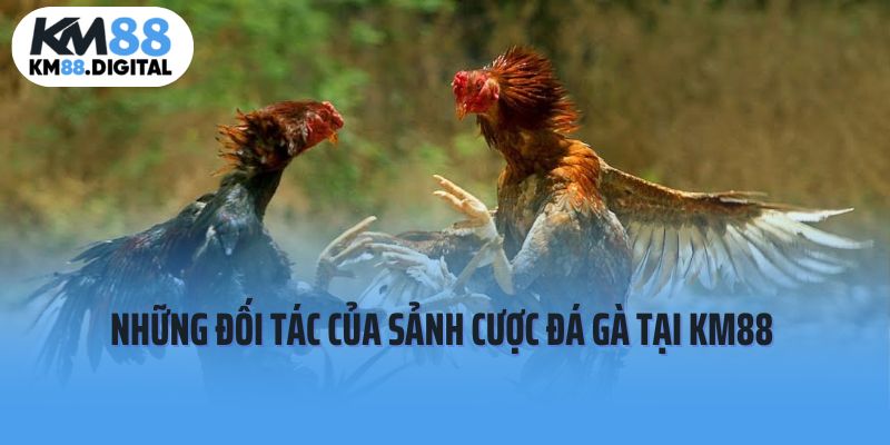 Những đối tác quan trọng của sảnh cược đá gà tại KM88