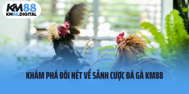 Khám phá đôi nét về sân chơi đá gà KM88